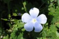 fleur1 * 640 x 425 * (51KB)