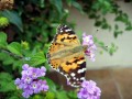 papillon * 640 x 480 * (65KB)